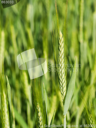 Image of Green wheat