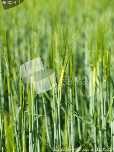 Image of Green barley