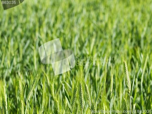 Image of Green wheat field