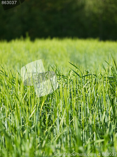 Image of Green barley