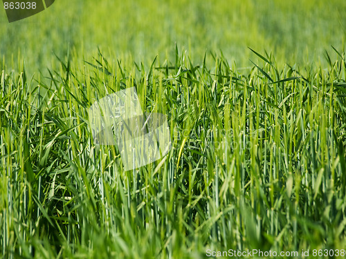 Image of Green barley