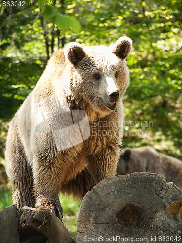 Image of Young brown bear
