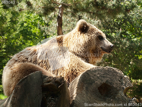 Image of Young brown bear