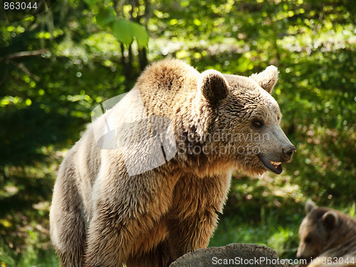 Image of Young brown bear