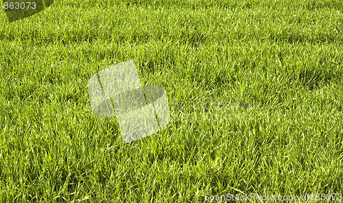 Image of green grass