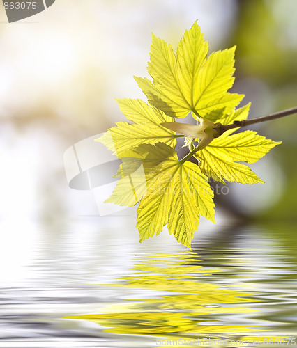 Image of spring
