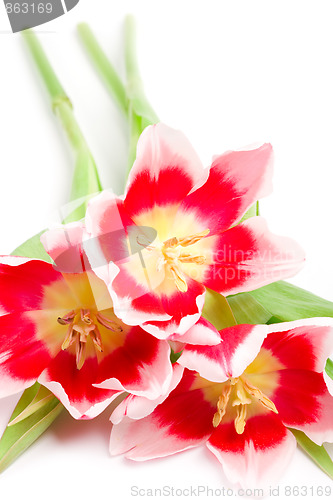 Image of three pink tulips