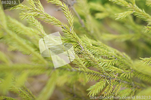 Image of conifer background