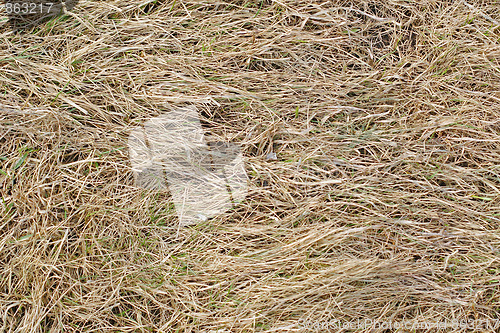 Image of dry grass background