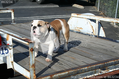 Image of Bulldog