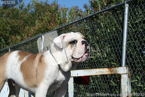 Image of Bulldog