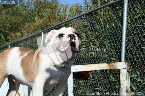 Image of Bulldog