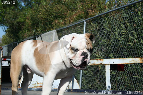 Image of Bulldog