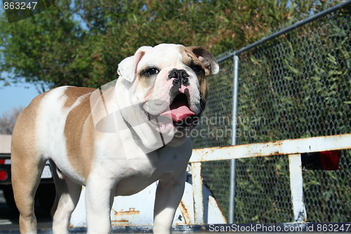 Image of Bulldog