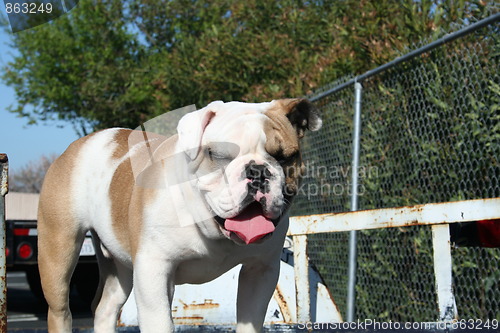 Image of Bulldog