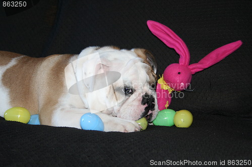 Image of Bulldog Playing With Toys