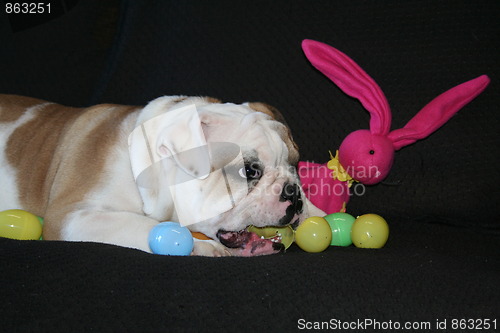 Image of Bulldog Playing With Toys