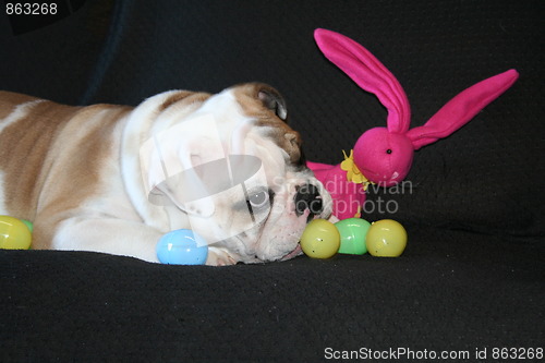 Image of Bulldog Playing With Toys