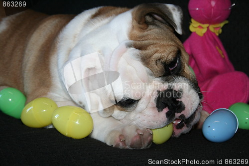 Image of Bulldog Playing With Toys