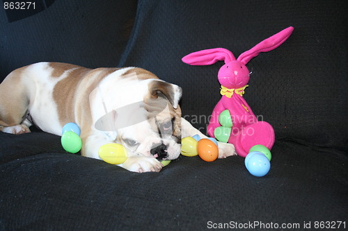 Image of Bulldog Playing With Toys