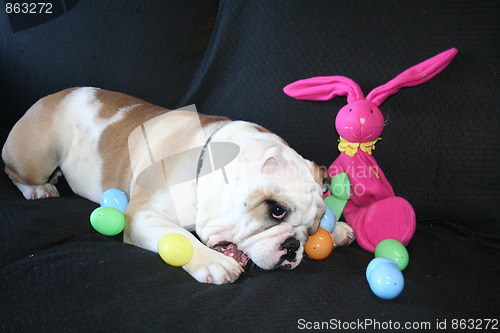 Image of Bulldog Playing With Toys