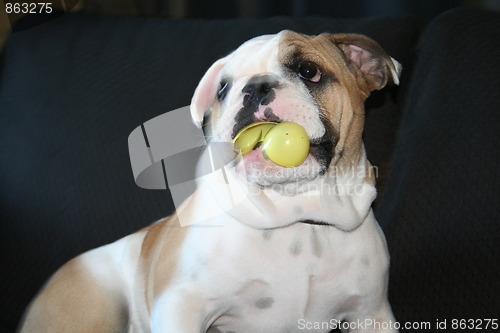 Image of Bulldog Playing With Toys