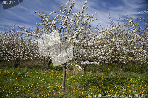 Image of Cherry plantation Denmark