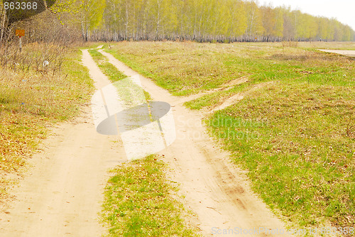 Image of birch forest