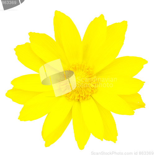 Image of flower