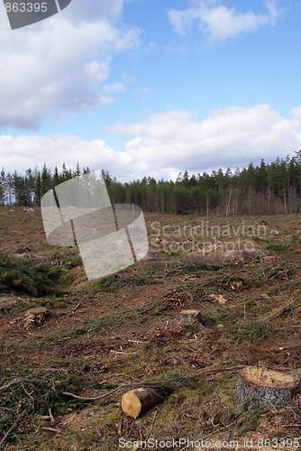 Image of Clear Cutting