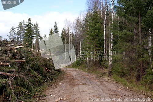 Image of Energy Wood in Forest