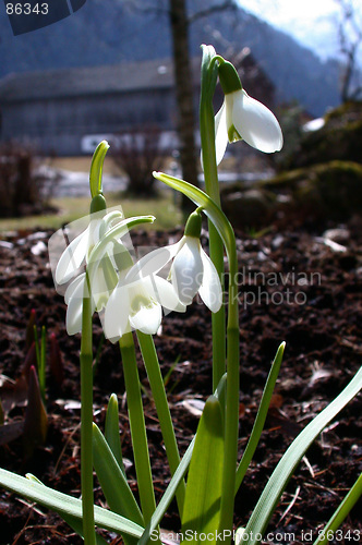 Image of Springflowers