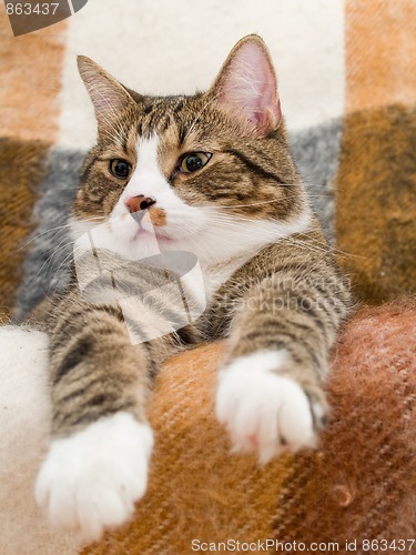 Image of Domestic Cat
