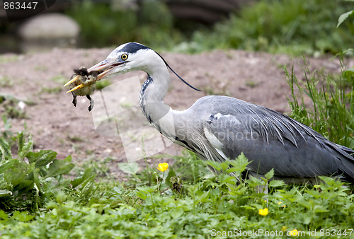 Image of European Grey Heron (Ardea cinerea)