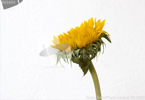 Image of Sunflower blossom (Helianthus annuus)