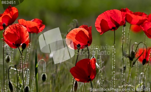 Image of Corn Poppy Flowers (Papaver rhoeas)