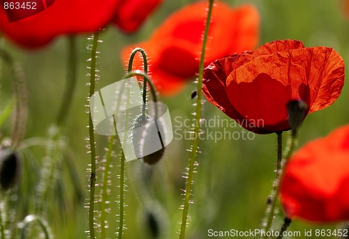 Image of Corn Poppy Flowers (Papaver rhoeas)