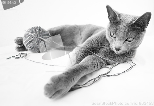 Image of Portrait of a Russian Blue Cat