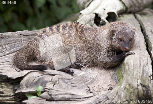 Image of Banded Mongoose (Mungos mungo)