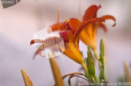 Image of Lilly flowers (Lilium)