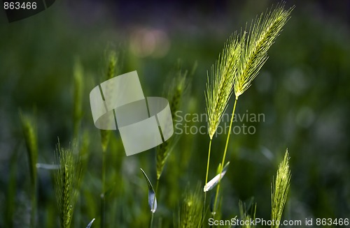 Image of Wheat, growing wild on a meadow in spring