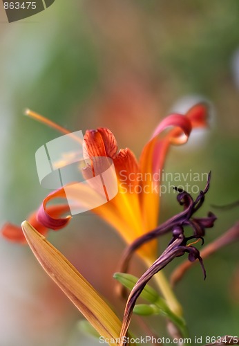 Image of Lilly flowers (Lilium)