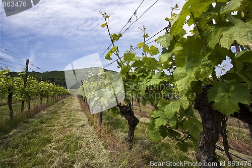 Image of Vineyard in Southwest Germany