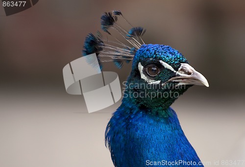 Image of Peafowl (Pavo) Head 