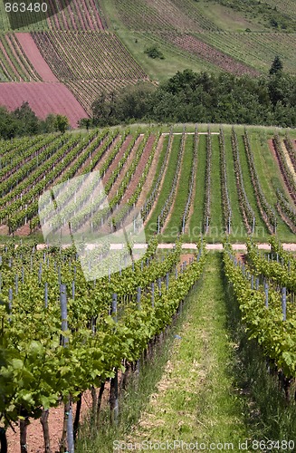 Image of Vineyard in Southwest Germany