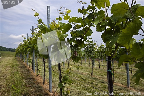 Image of Vineyard in Southwest Germany