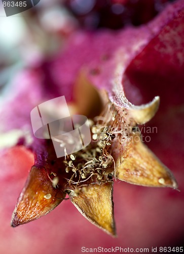 Image of Pomegranate with arils detail shot