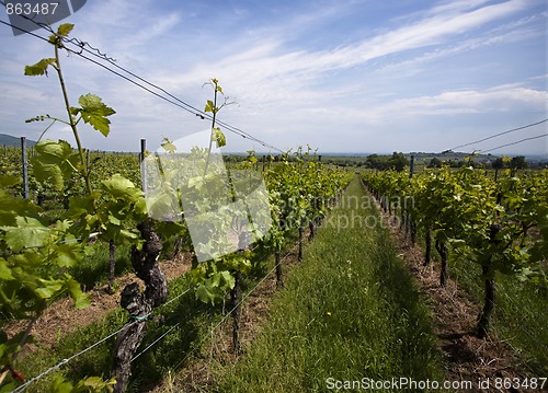 Image of Vineyard in Southwest Germany