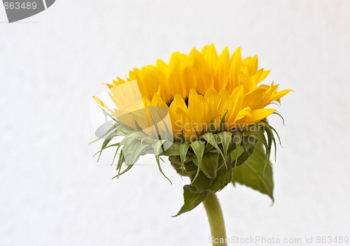 Image of Sunflower blossom (Helianthus annuus)