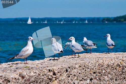 Image of Seagulls on the Seashore